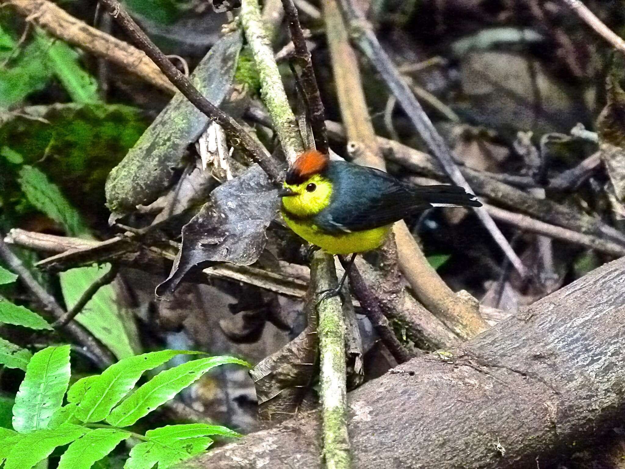 Image of Collared Whitestart