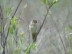 Image of Tawny Grassbird