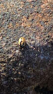 Image of hieroglyphic ladybird