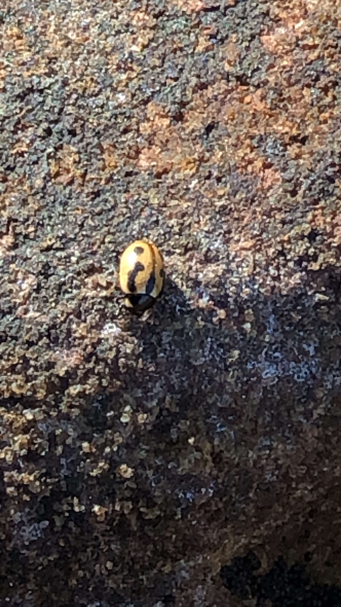 Image of hieroglyphic ladybird