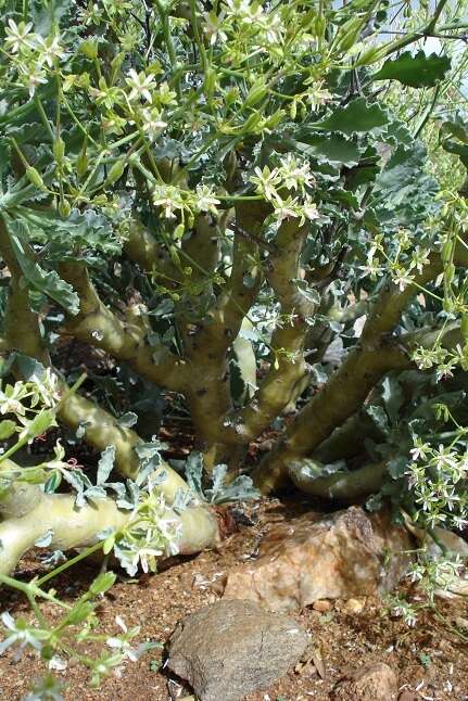 Image of Pelargonium klinghardtense Knuth