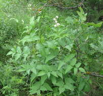 Imagem de Clematis recta L.