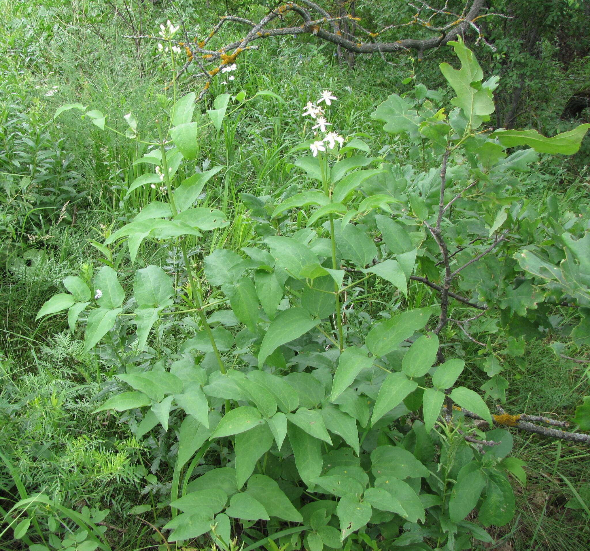 Clematis recta L. resmi