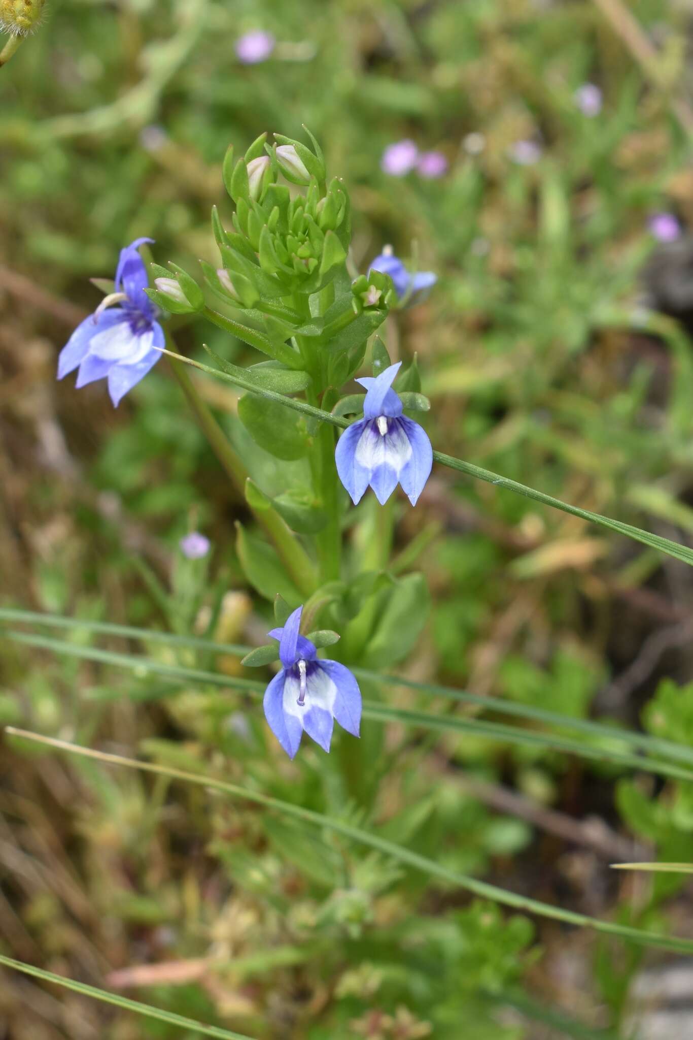 Image of elegant calicoflower