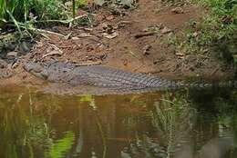 Image of Siamese Crocodile