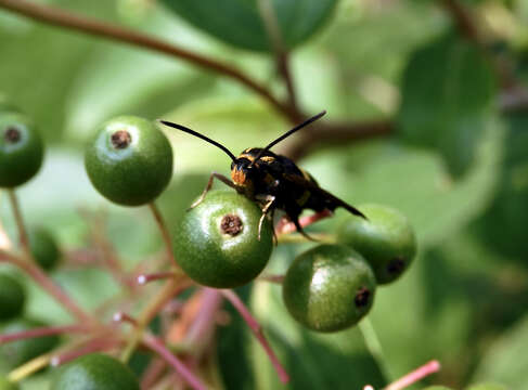 Image of The Boneset Borer