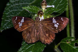 Celaenorrhinus leucocera Kollar 1848 resmi