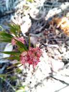 Image of Carphalea cloiselii Homolle