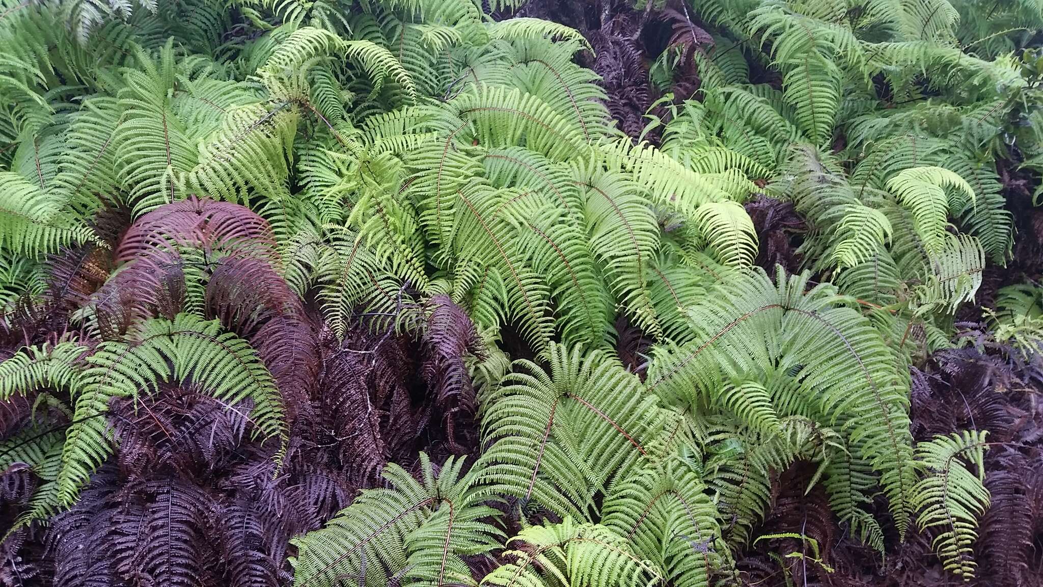 Image of Scrambling Fern