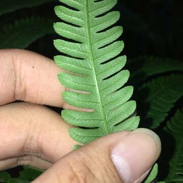 Image of Glaphyropteridopsis erubescens (Wall. ex Hook.) Ching