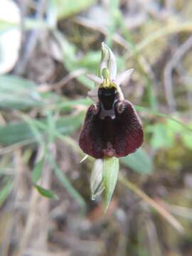 Image of Ophrys fuciflora subsp. chestermanii (J. J. Wood) H. Blatt & W. Wirth