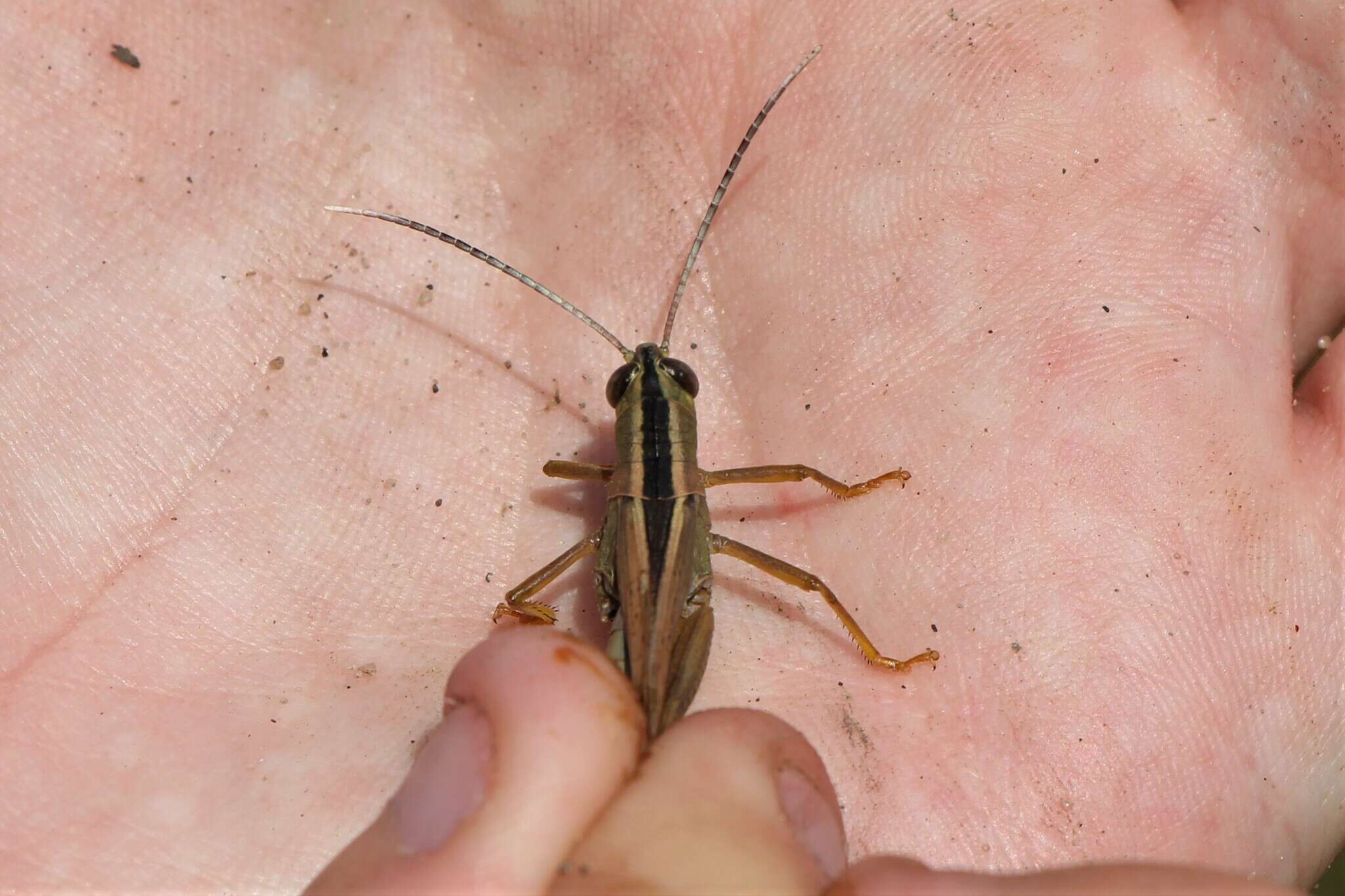 Heteracris pterosticha (Fischer von Waldheim 1833)的圖片