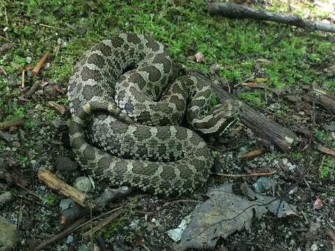 Image of Black massasauga