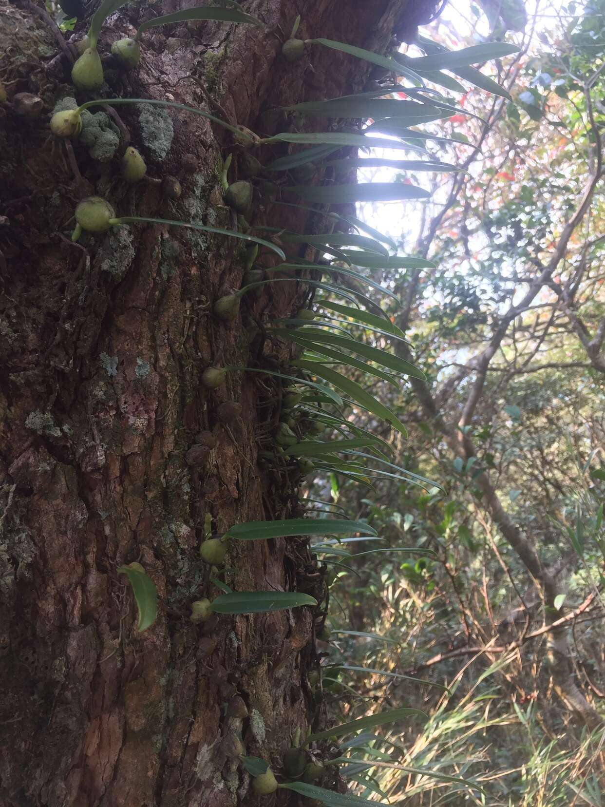 Image de Bulbophyllum retusiusculum Rchb. fil.