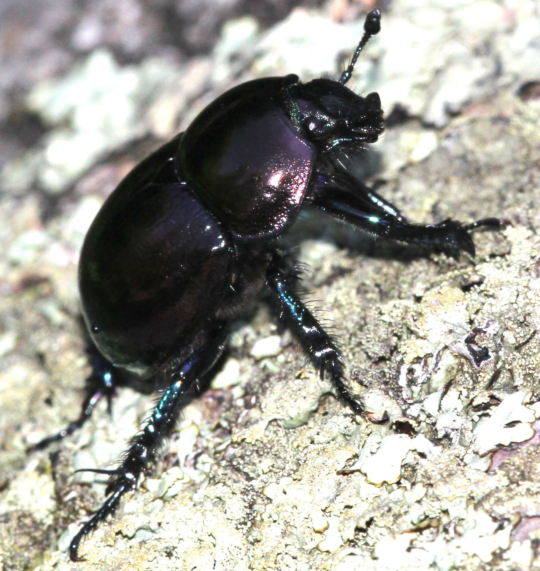 Image of Trypocopris pyrenaeus (Charpentier 1825)