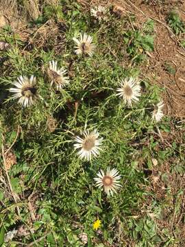 Слика од Carlina acaulis subsp. caulescens (Lam.) Schübl. & G. Martens