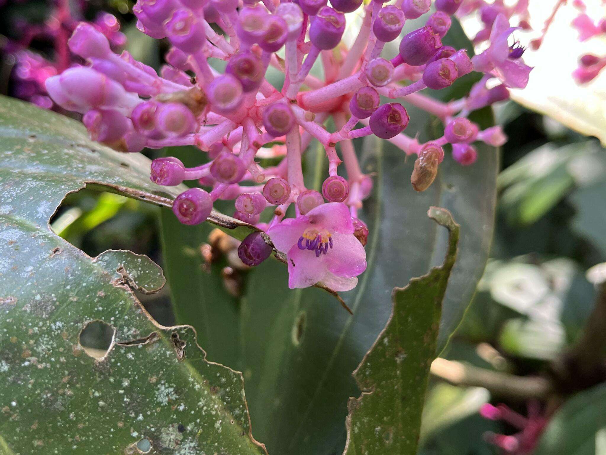 Image of Medinilla cumingii Naud.