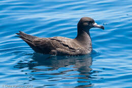 Image of Flesh-footed Shearwater