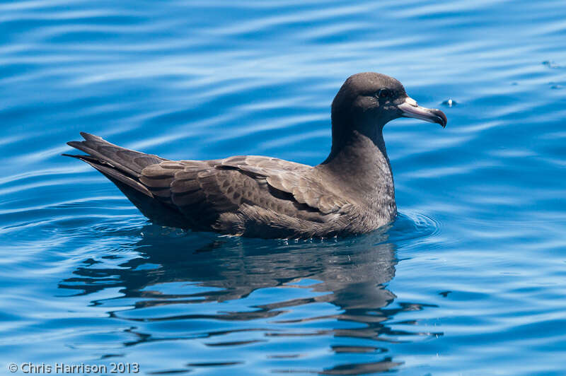 Image of Flesh-footed Shearwater