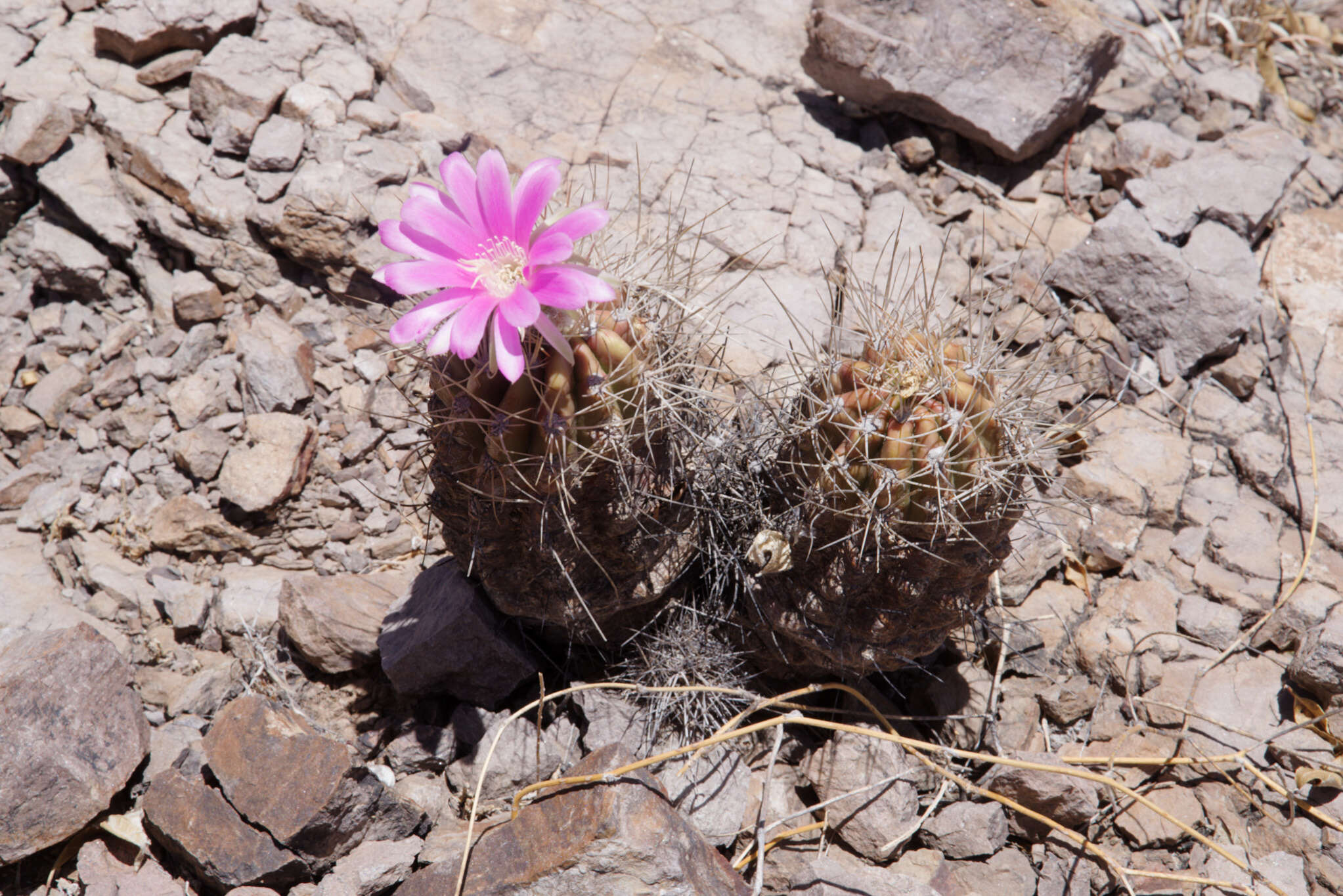 Image of Echinopsis caineana (Cárdenas) D. R. Hunt