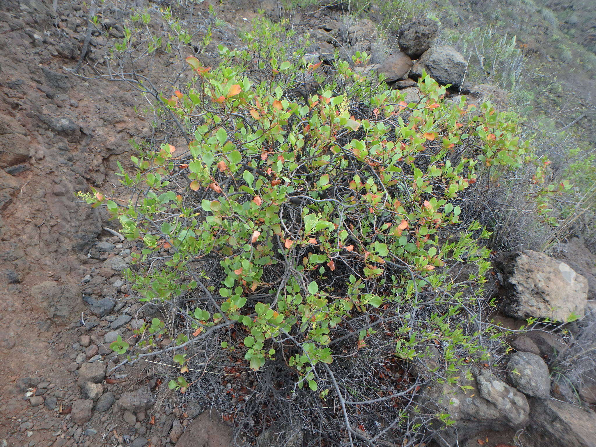 Imagem de Rumex lunaria L.