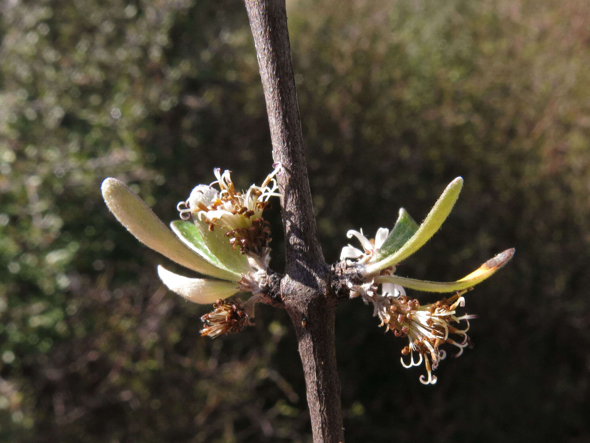 Image of Olearia odorata Petrie