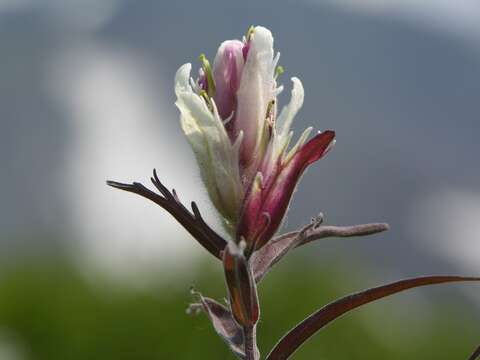 Image of Castilleja pallida subsp. pavlovii (Rebr.) A. & D. Löve