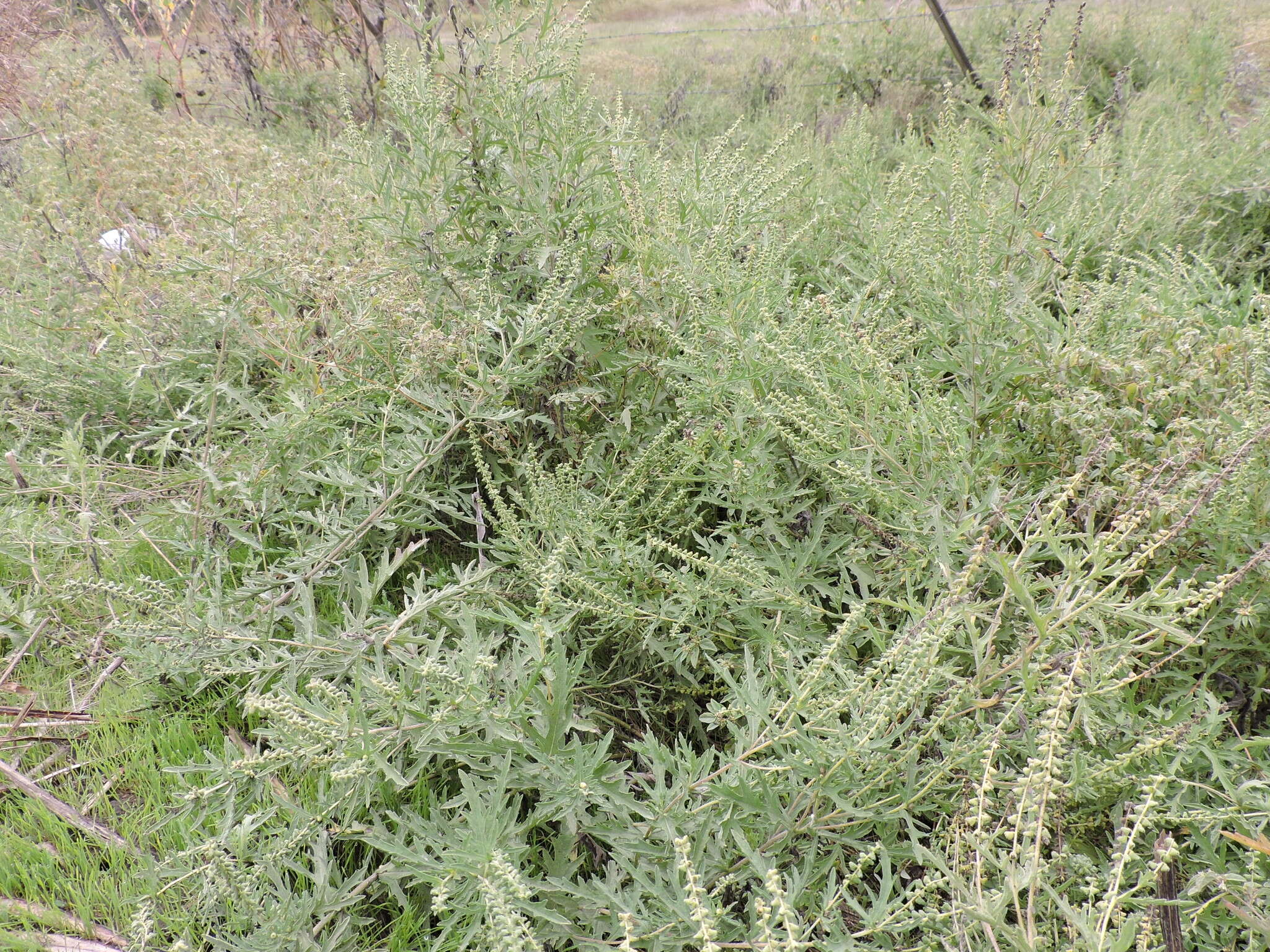 Image of Cuman ragweed