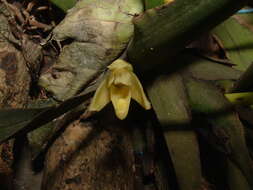 Image of Hidden orchid