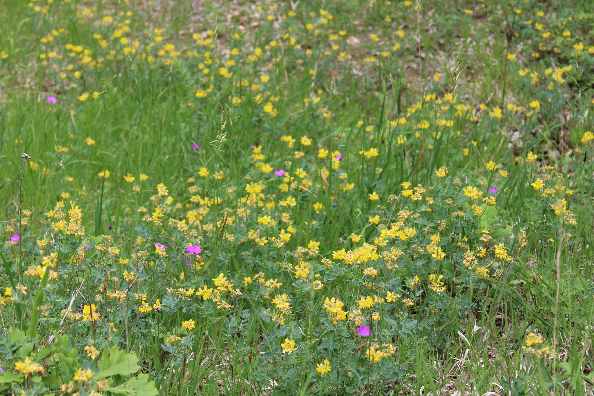 Plancia ëd Coronilla coronata L.