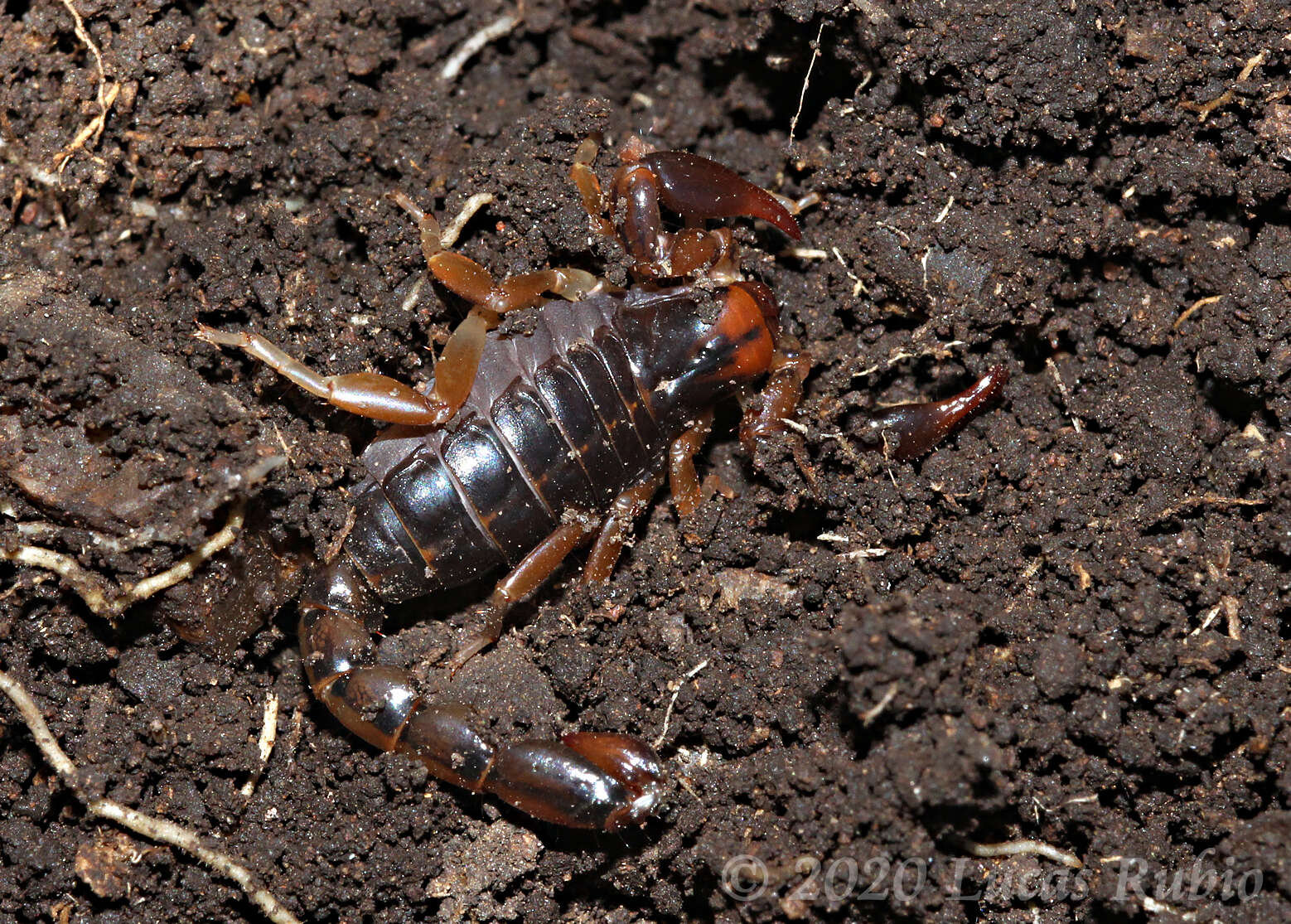 Image of Bothriurus bonariensis (C. L. Koch 1842)