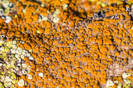 Image of orange lichen