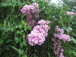 Plancia ëd Bougainvillea glabra Choisy