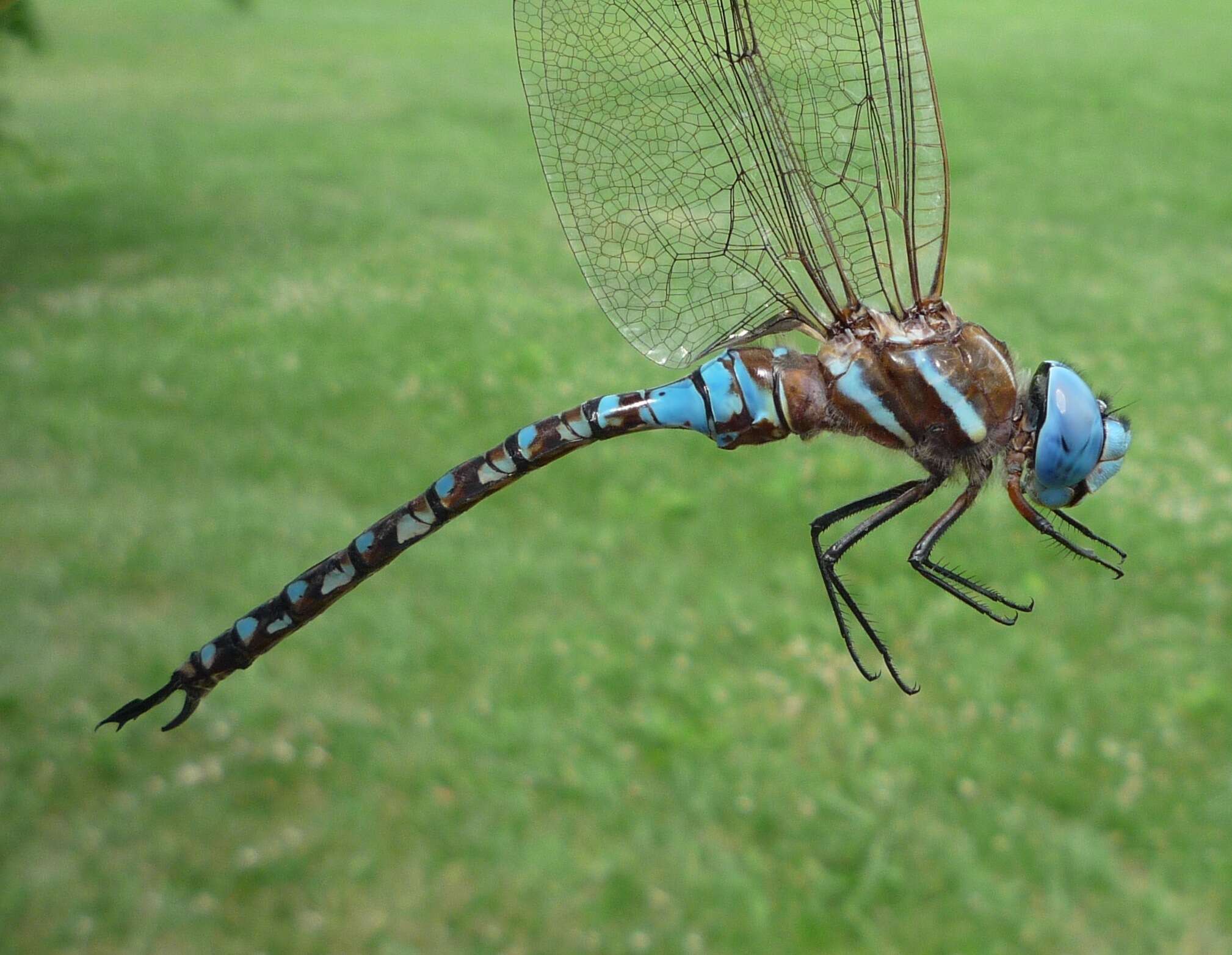 Image of Blue-eyed Darner