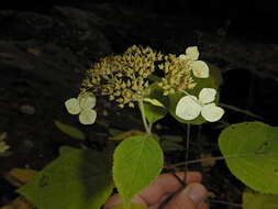 Imagem de Hydrangea cinerea Small