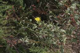 Image of slender sunflower