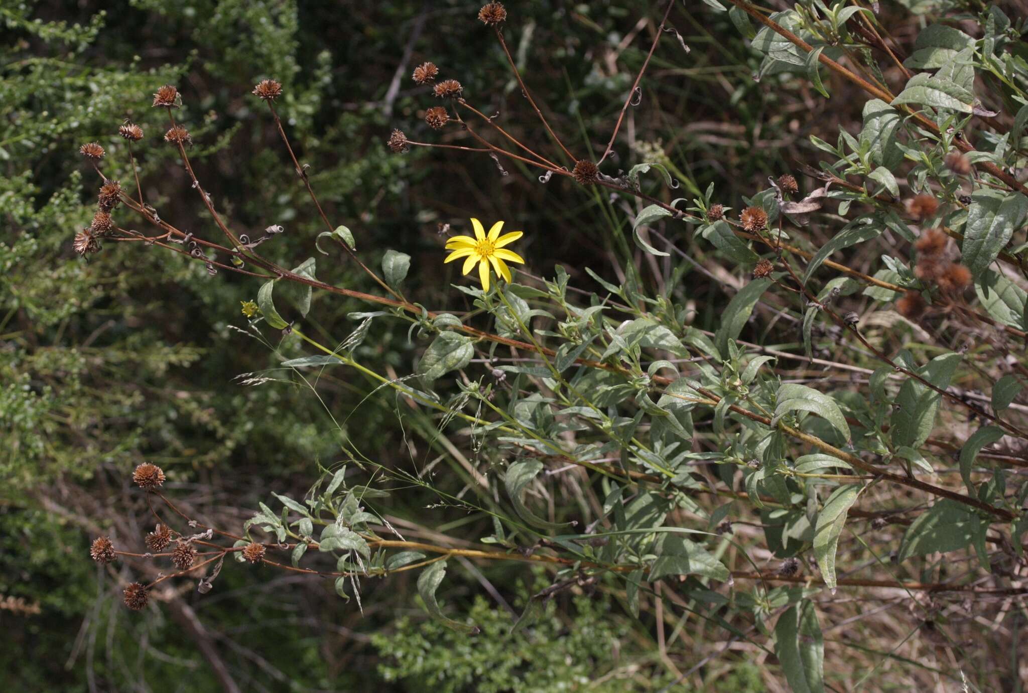 Image of slender sunflower