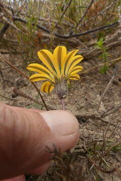 Imagem de Gazania pectinata (Thunb.) Hartweg