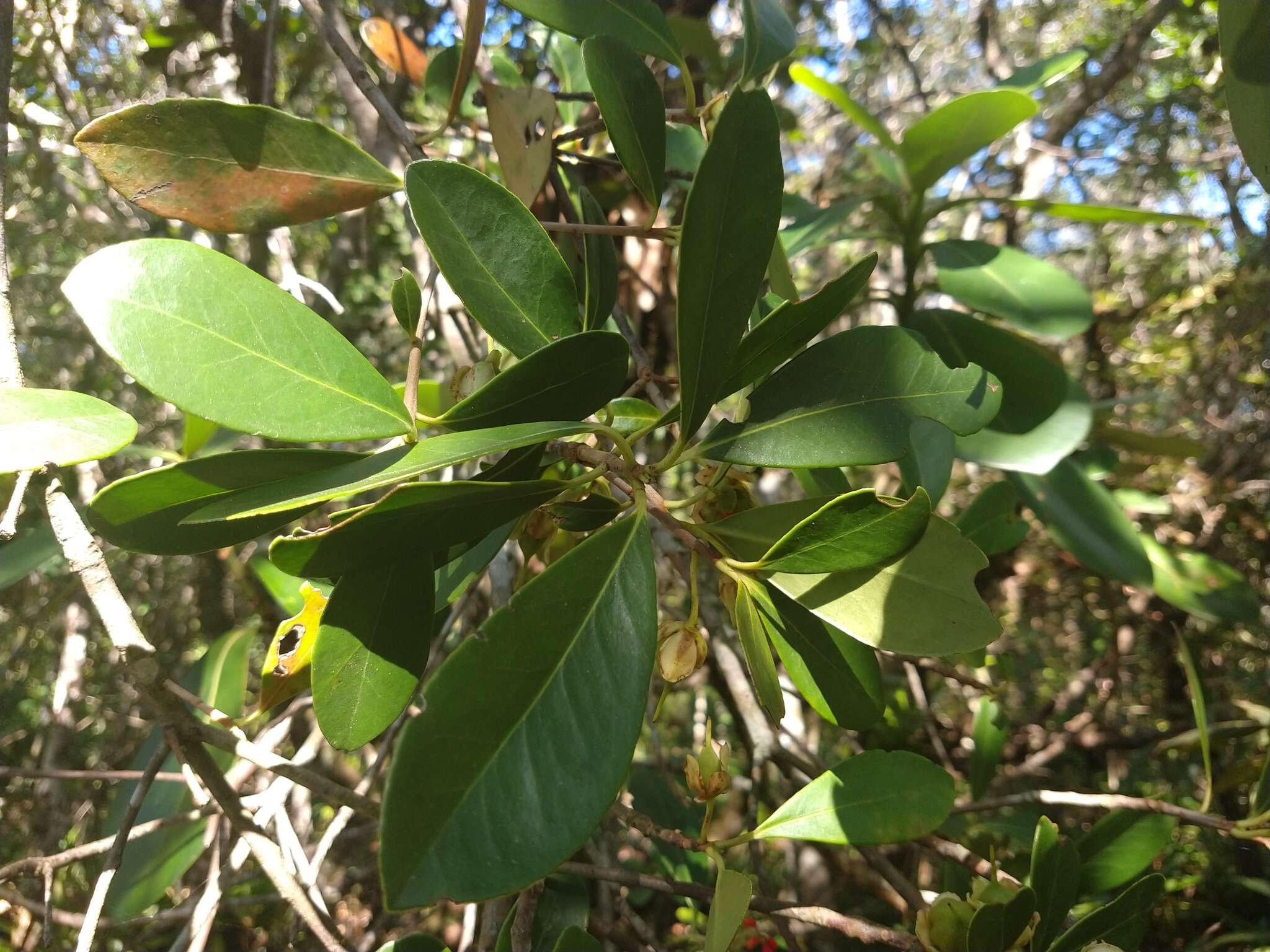 Image of Ternstroemia brasiliensis Cambess.