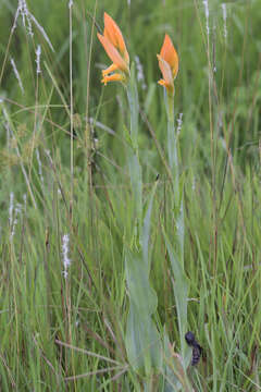 Plancia ëd Dichromanthus aurantiacus (Lex.) Salazar & Soto Arenas