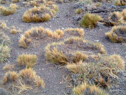 Plancia ëd Pappostipa humilis (Cav.) Romasch.