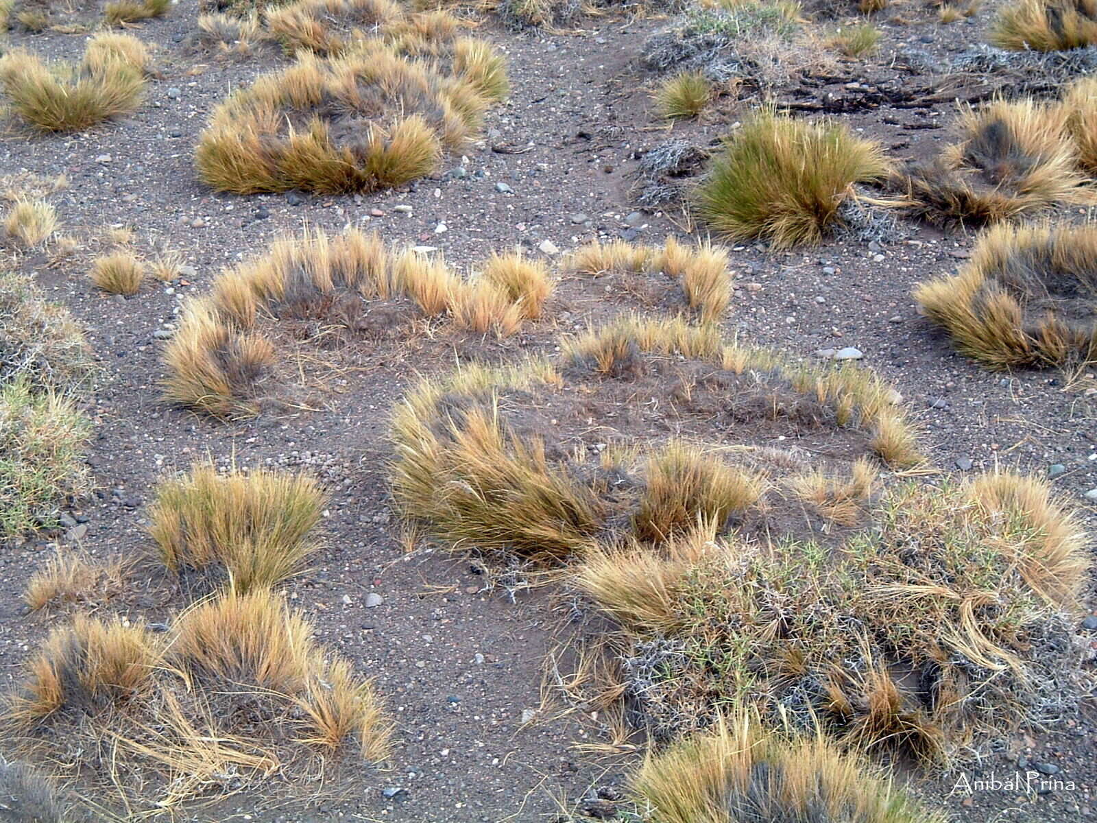 Plancia ëd Pappostipa humilis (Cav.) Romasch.