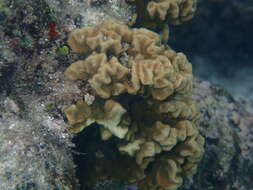 Image of Branched Sandpaper Coral