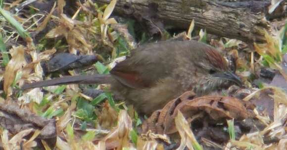 Image of Spot-breasted Thornbird