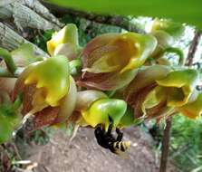 Image of Large-fruited Catasetum