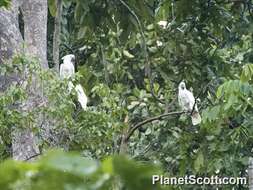 Image of Umbrella Cockatoo