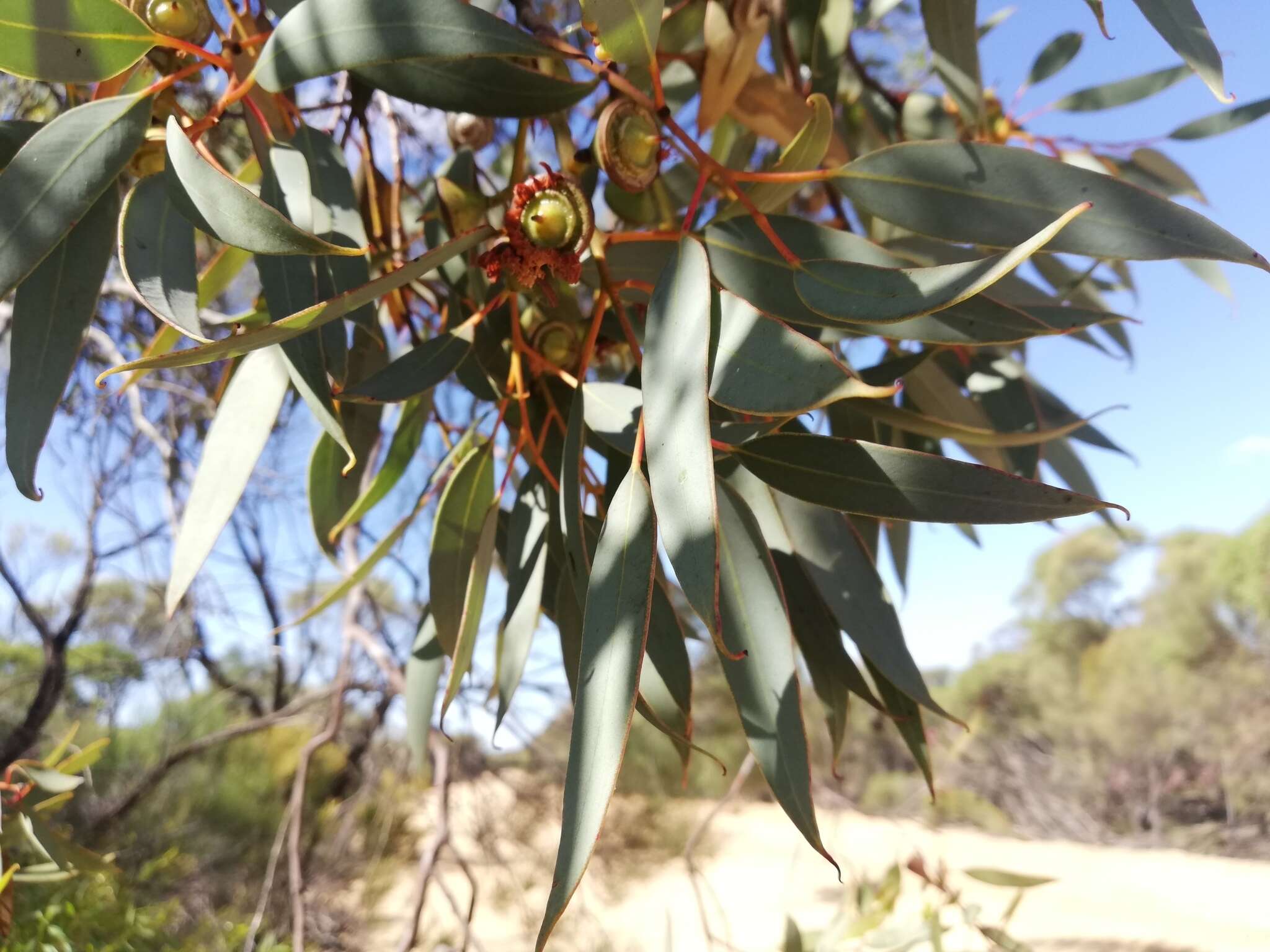 Слика од Eucalyptus oldfieldii F. Müll.