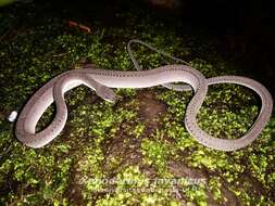 Image of Rough-backed Litter Snake