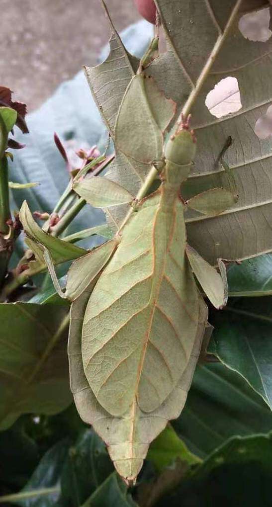 Image of Cryptophyllium liyananae