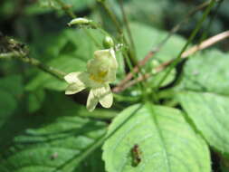 Image of small balsam